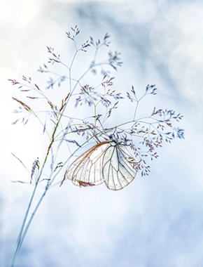 Exposition de photos - Roland Mehl